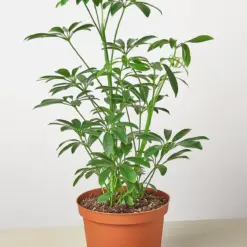 Schefflera Arboricola — additional view