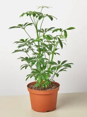 Schefflera Arboricola — additional view