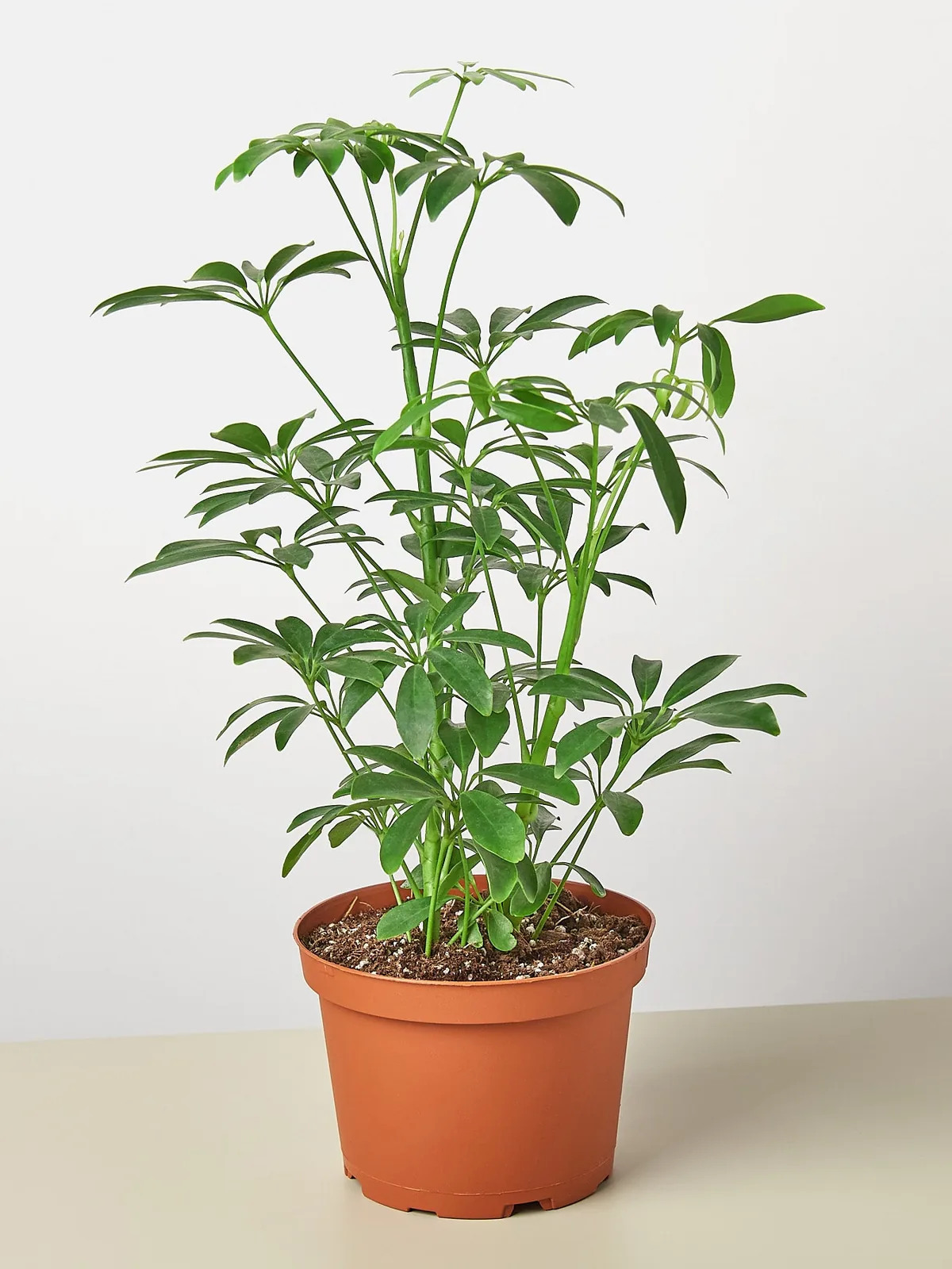 Schefflera Arboricola — additional view