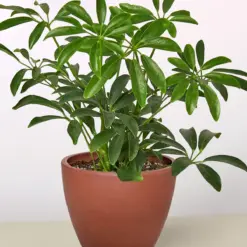 Schefflera Arboricola — additional view