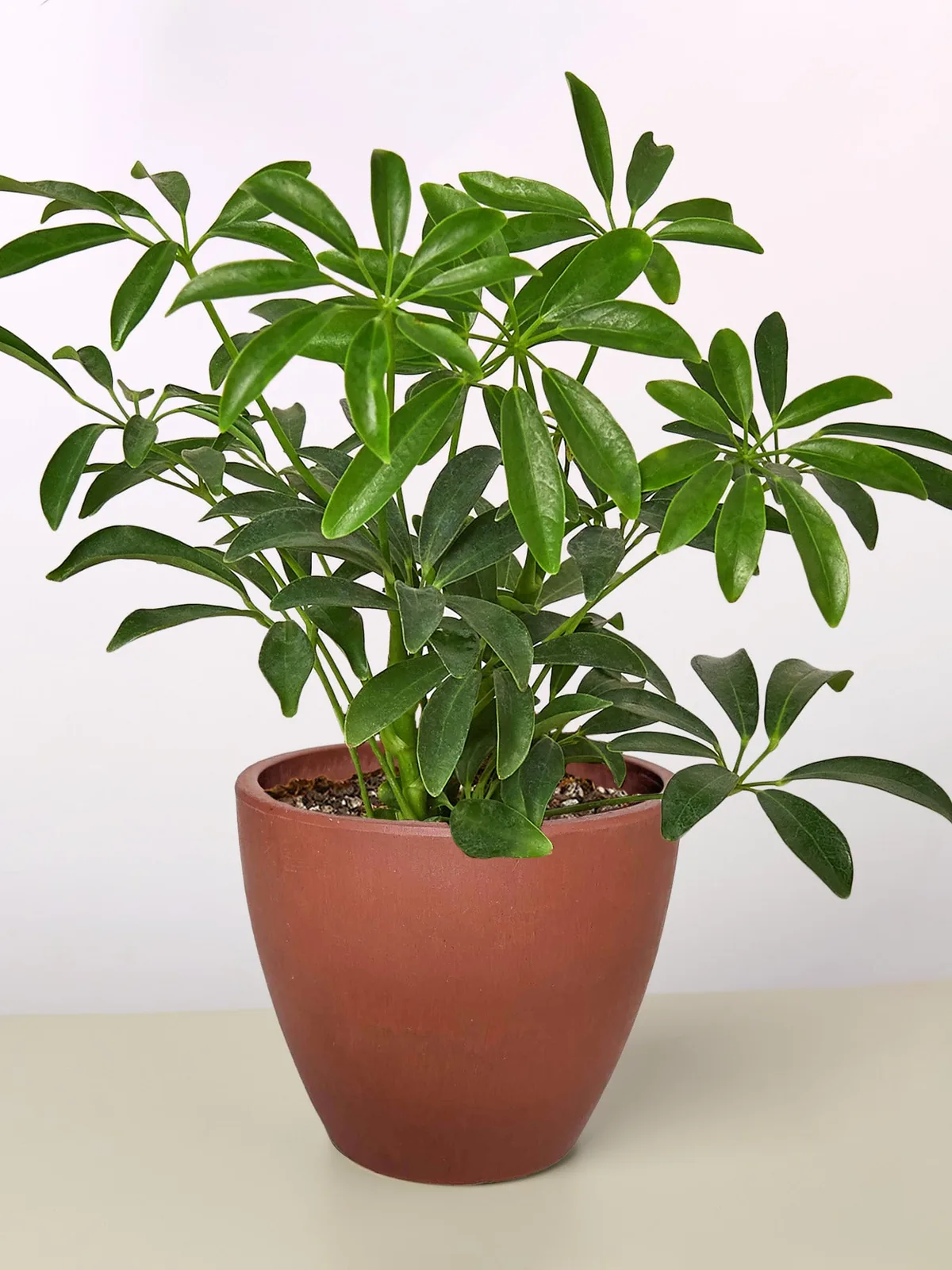 Schefflera Arboricola — additional view