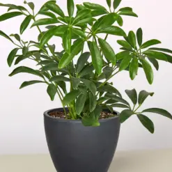 Schefflera Arboricola — additional view