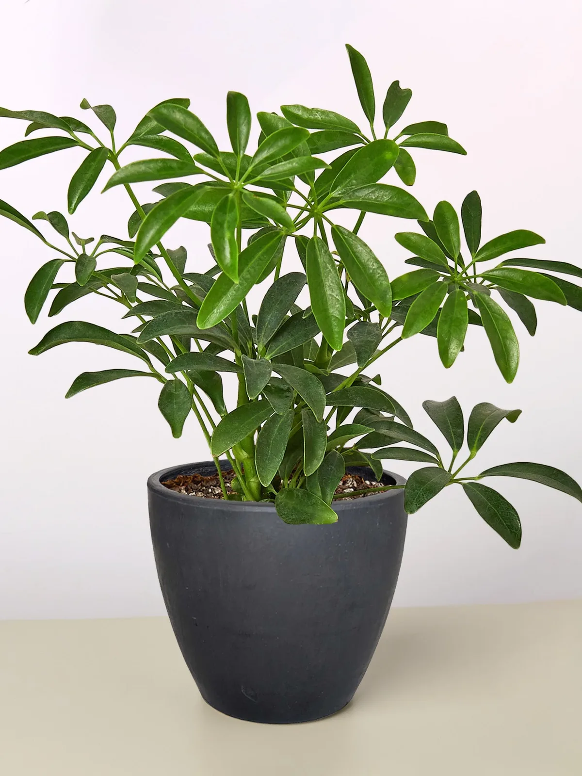 Schefflera Arboricola — additional view