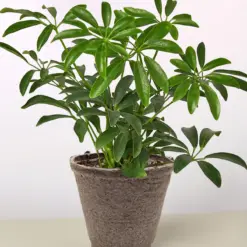Schefflera Arboricola — additional view