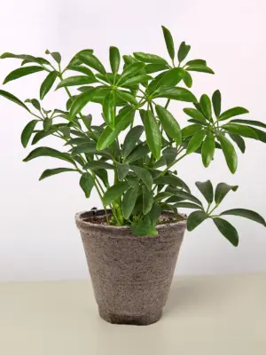Schefflera Arboricola — additional view