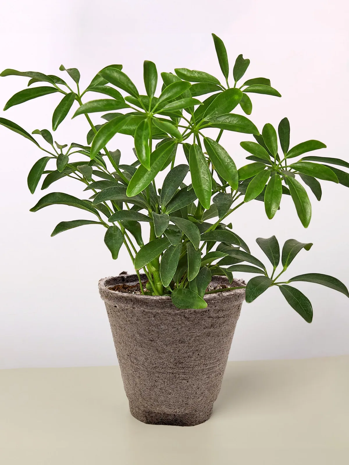 Schefflera Arboricola — additional view