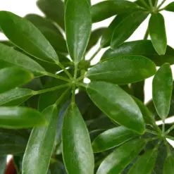 Schefflera Arboricola — additional view