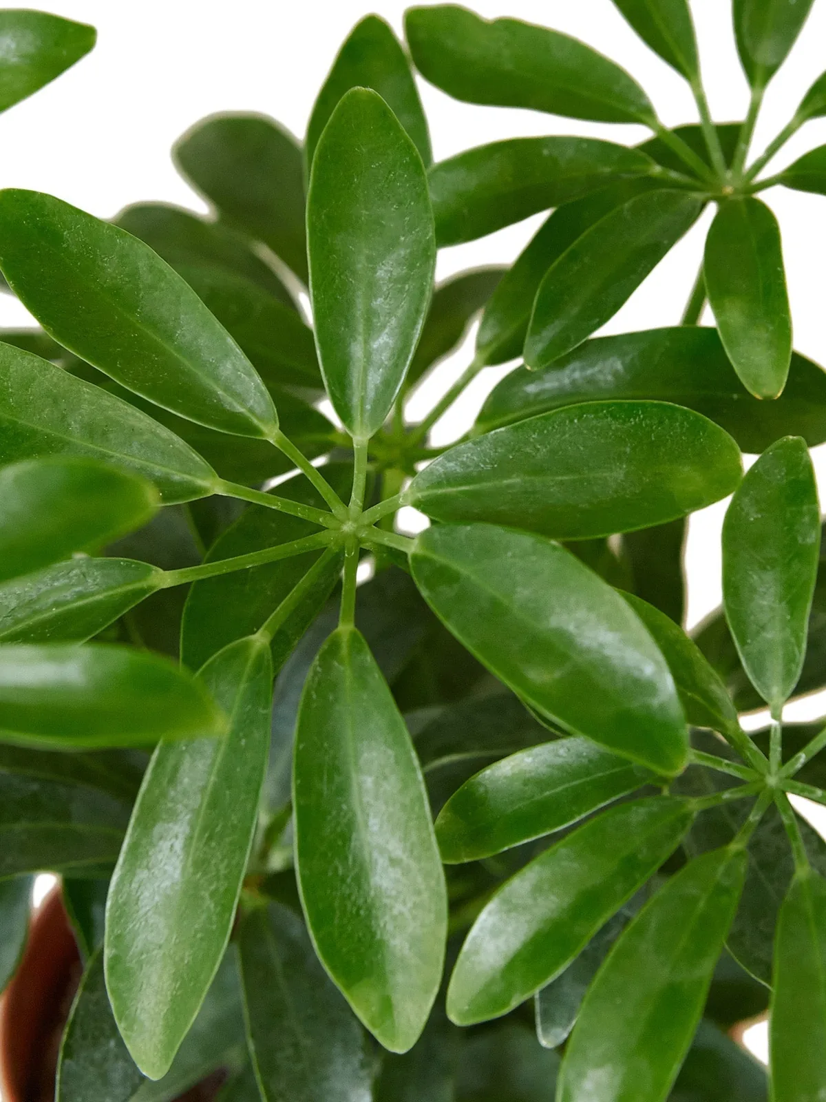 Schefflera Arboricola — additional view