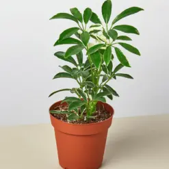 Schefflera 'Moonlight' Moondrop houseplant
