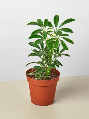 Schefflera 'Moonlight' Moondrop houseplant