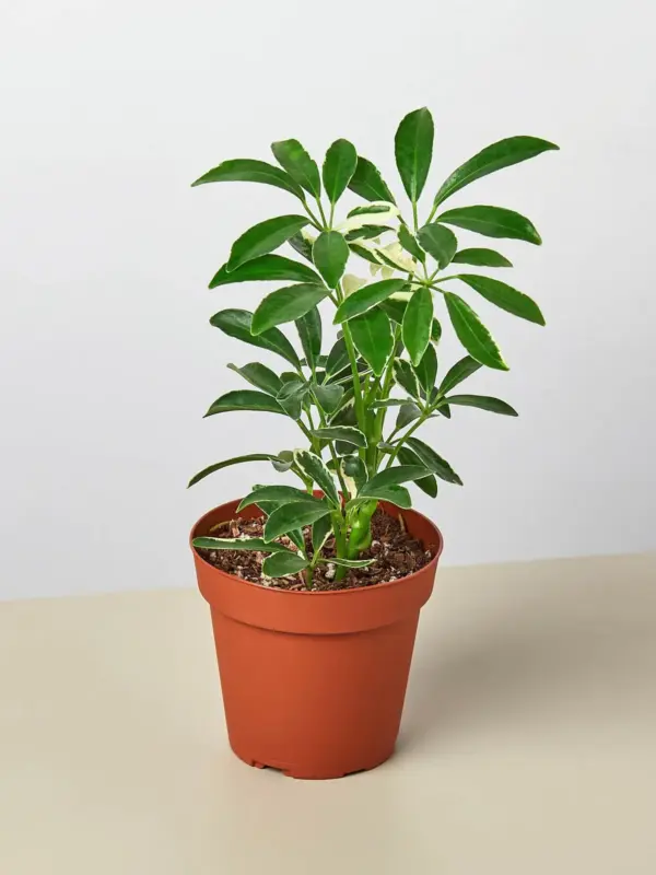 Schefflera 'Moonlight' Moondrop houseplant