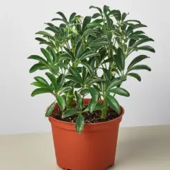 Schefflera 'Moonlight' Moondrop — additional view