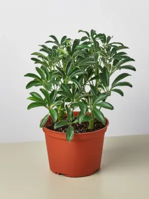 Schefflera 'Moonlight' Moondrop — additional view
