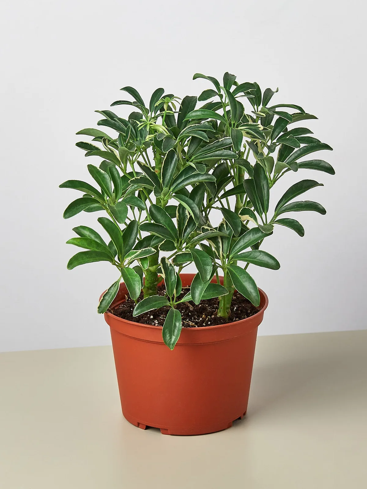 Schefflera 