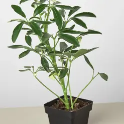 Schefflera 'Moonlight' Moondrop — additional view