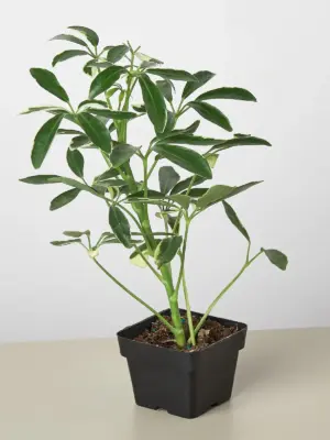 Schefflera 'Moonlight' Moondrop — additional view