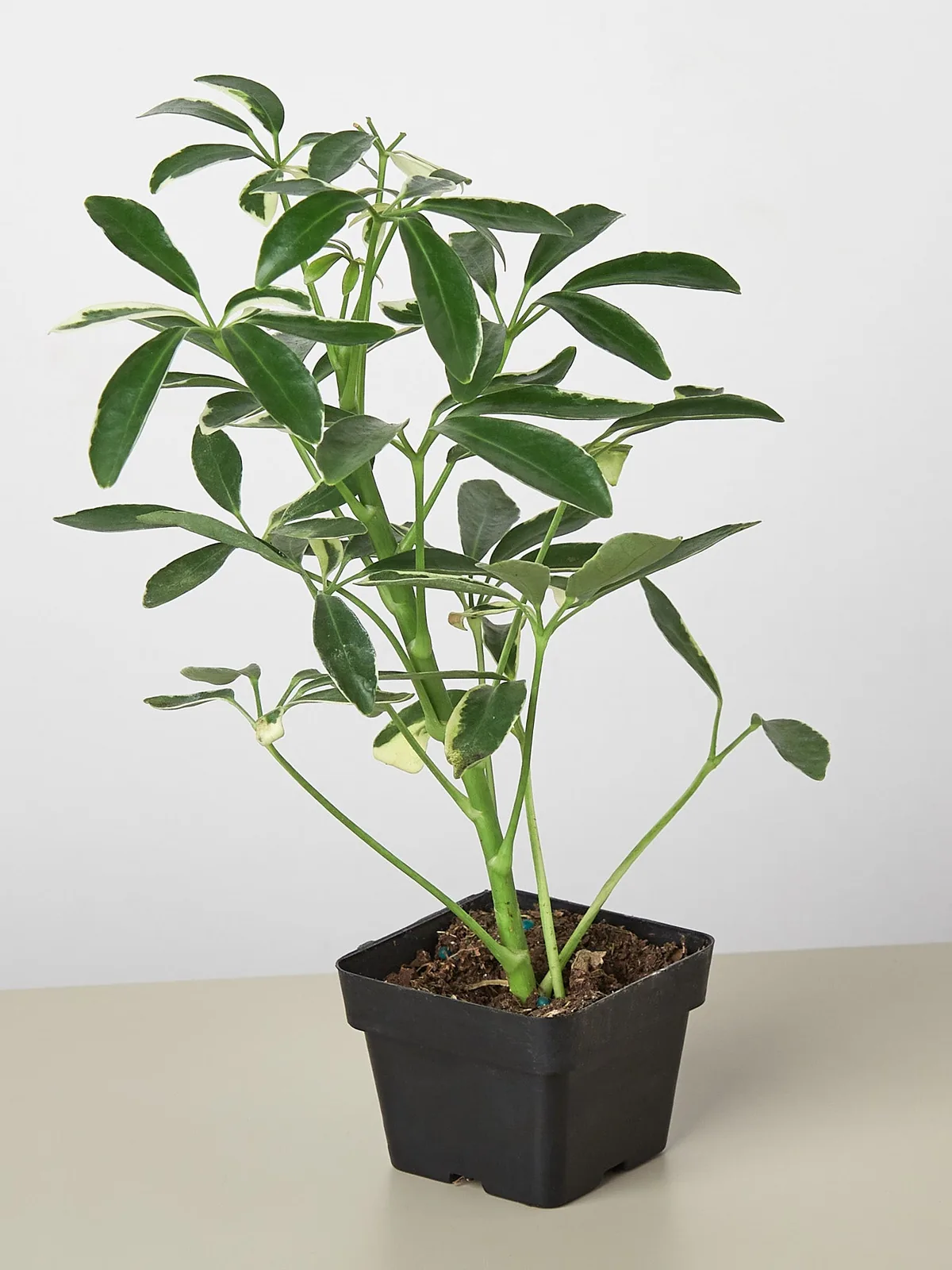 Schefflera 