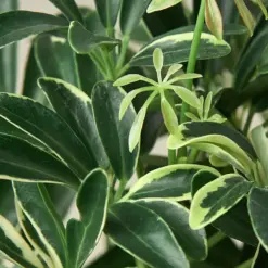 Schefflera 'Moonlight' Moondrop — leaf detail close-up