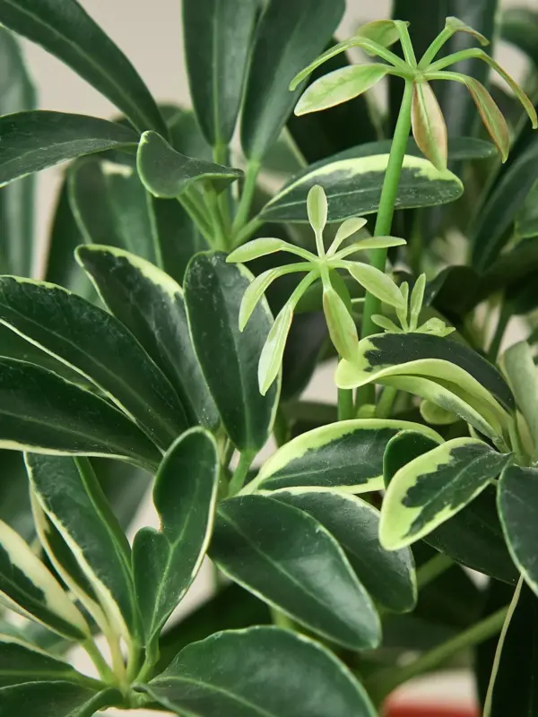 Schefflera 'Moonlight' Moondrop — leaf detail close-up