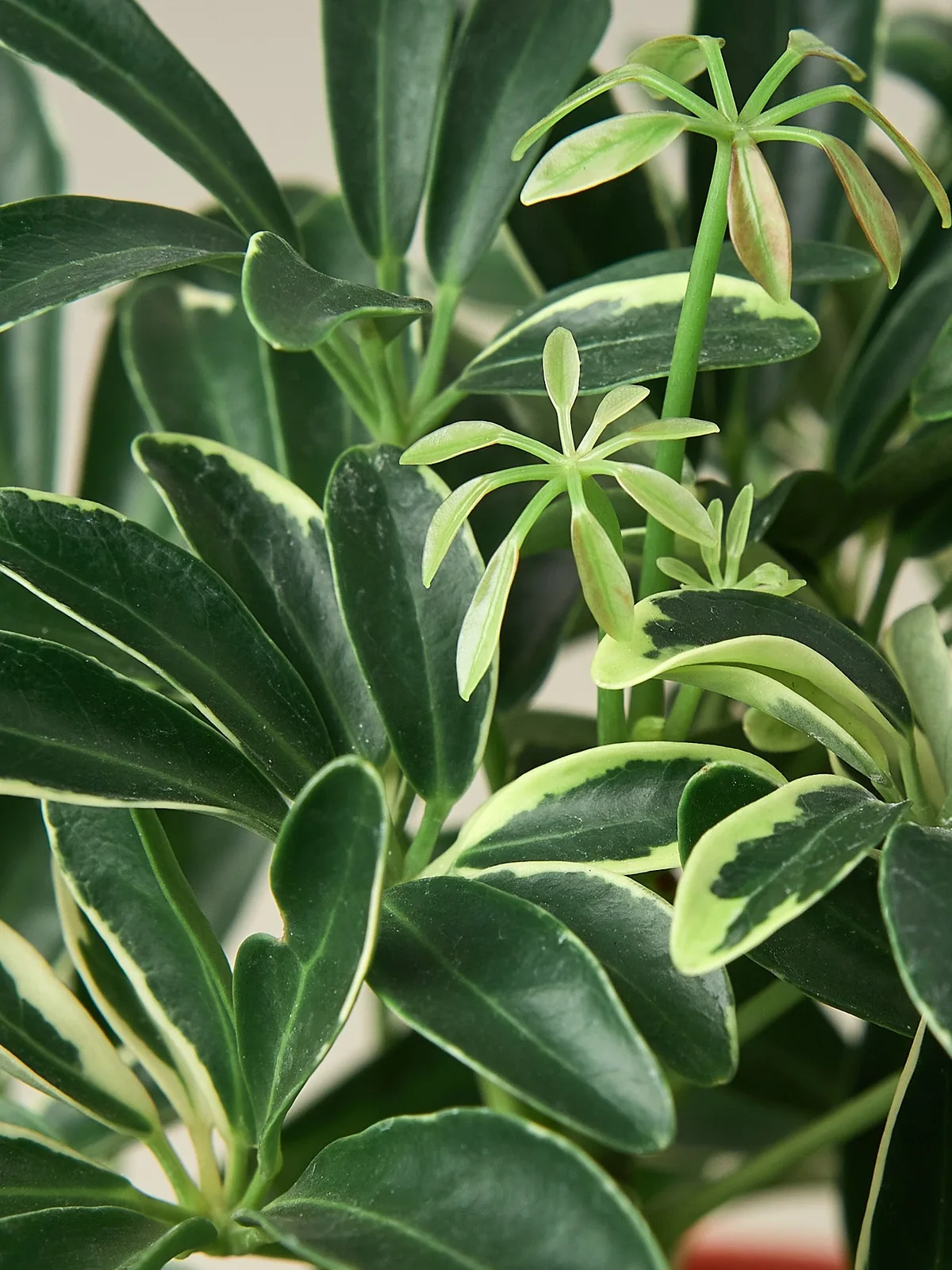 Schefflera 