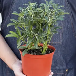 Schefflera 'Moonlight' Moondrop — held in hand for size reference