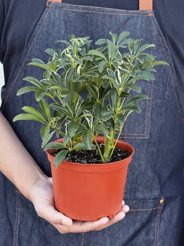 Schefflera 'Moonlight' Moondrop — held in hand for size reference