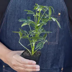 Schefflera 'Moonlight' Moondrop — additional view
