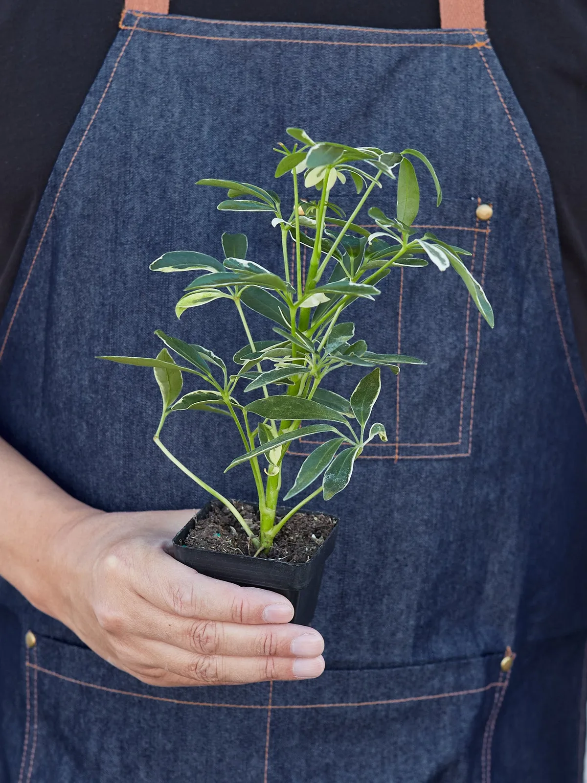 Schefflera 