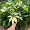 Schefflera Trinette houseplant