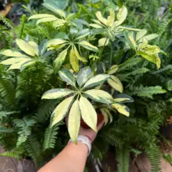 Schefflera Trinette houseplant