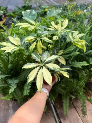 Schefflera Trinette houseplant