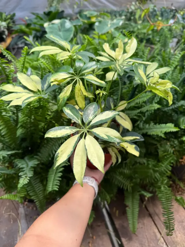 Schefflera Trinette houseplant