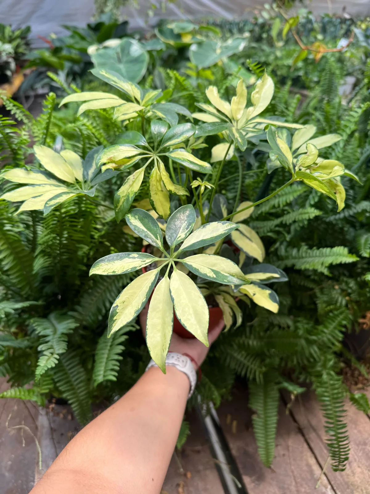 Schefflera Trinette houseplant