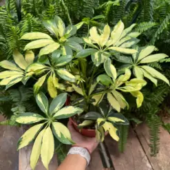Schefflera Trinette — additional view