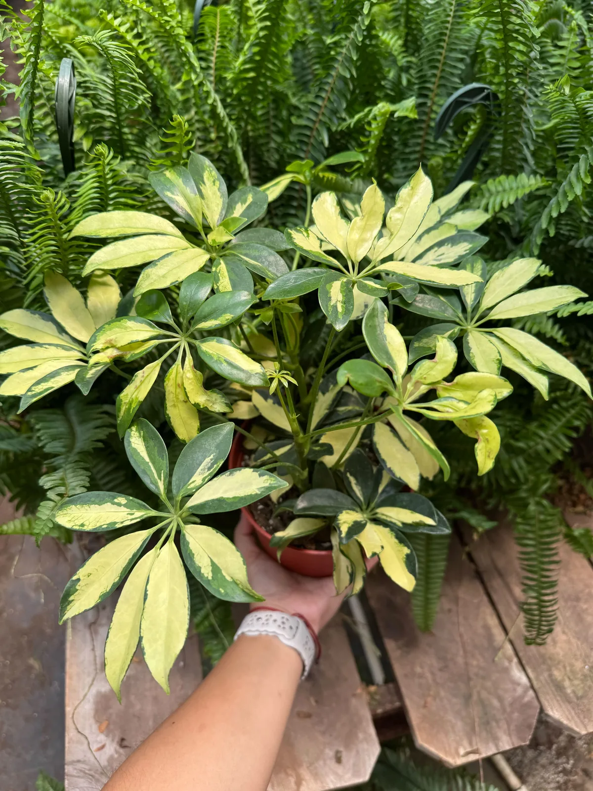 Schefflera Trinette — additional view