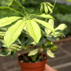 Schefflera Trinette — additional view