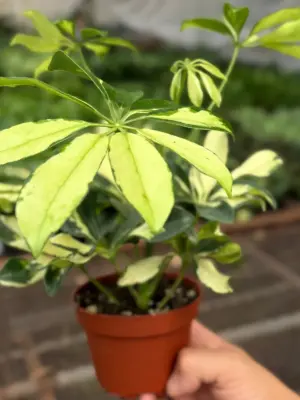 Schefflera Trinette — additional view