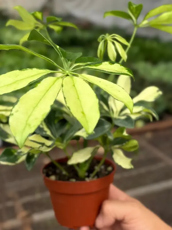 Schefflera Trinette — additional view