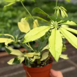 Schefflera Trinette — additional view
