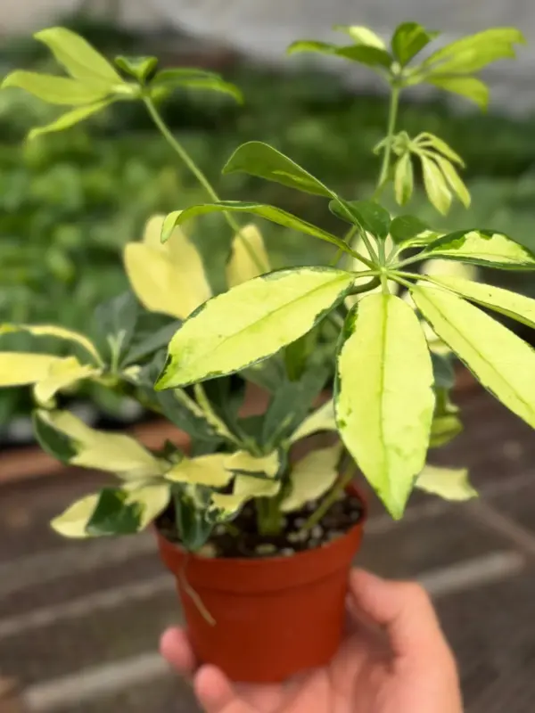 Schefflera Trinette — additional view