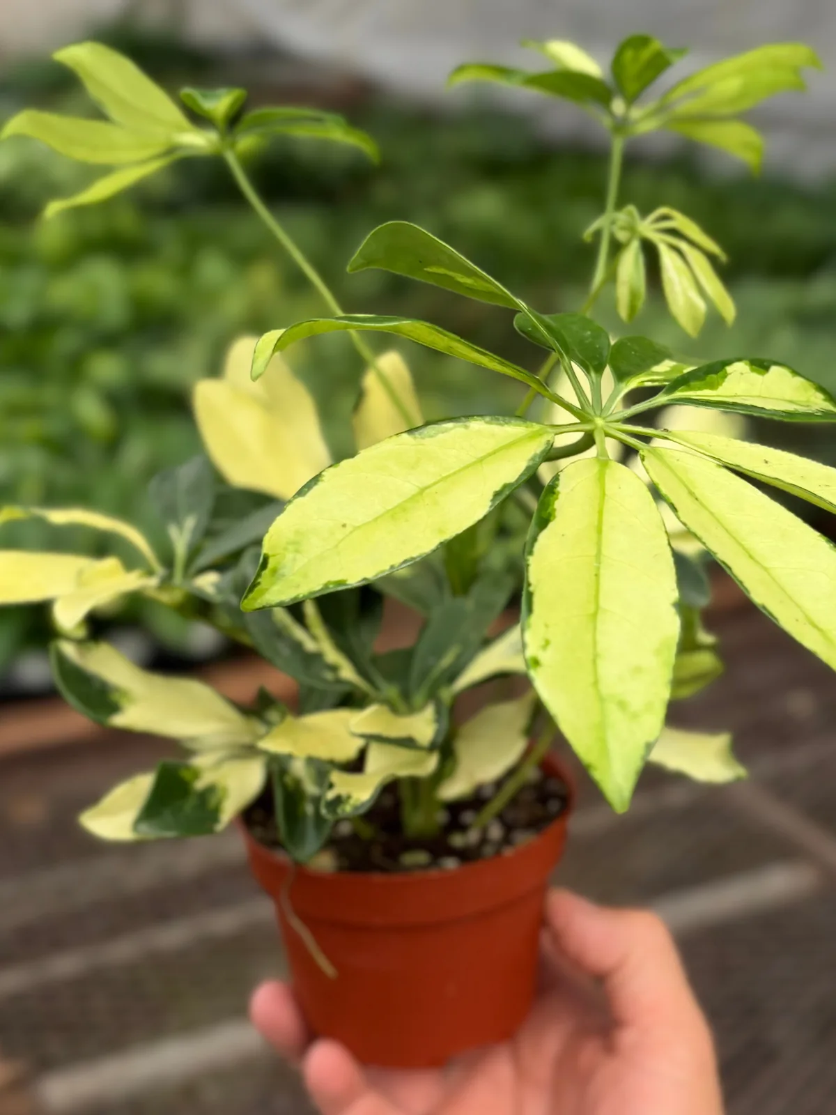 Schefflera Trinette — additional view