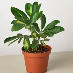 Schefflera 'Variegated' houseplant