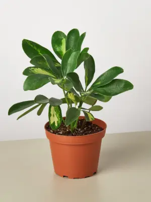 Schefflera 'Variegated' houseplant