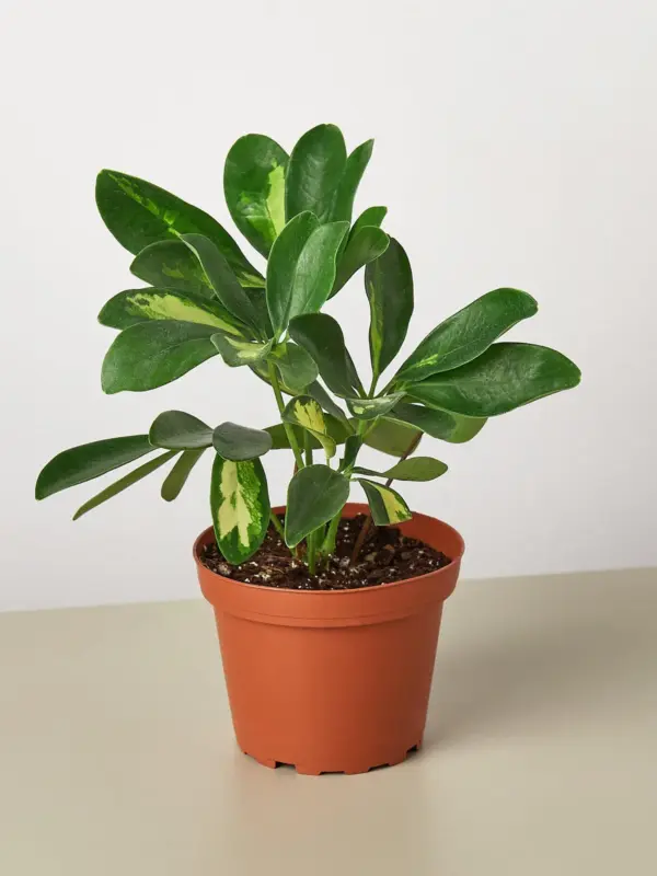 Schefflera 'Variegated' houseplant