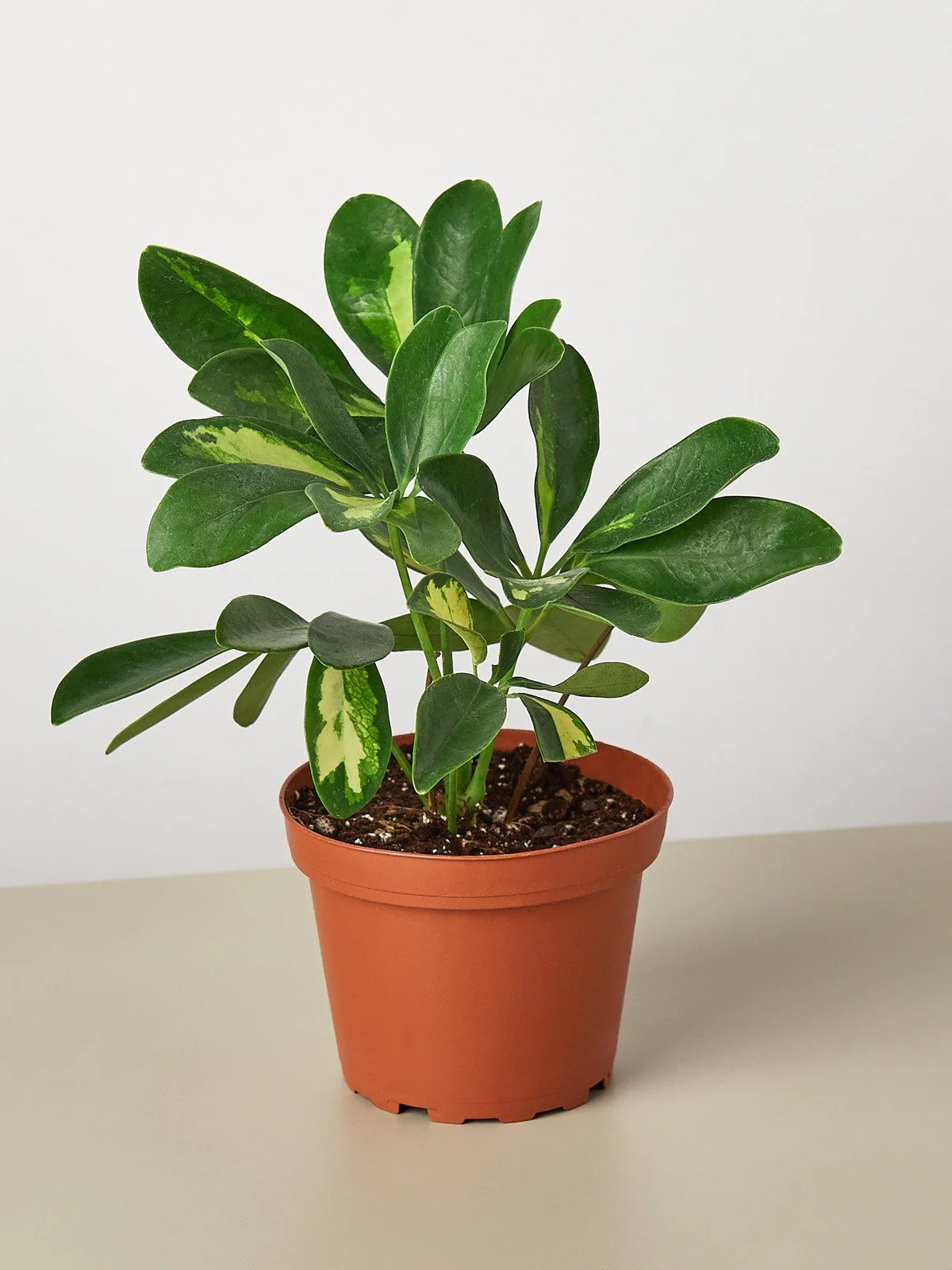 Schefflera 