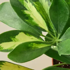 Schefflera 'Variegated' — leaf detail close-up