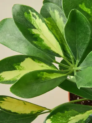 Schefflera 'Variegated' — leaf detail close-up