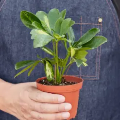 Schefflera 'Variegated' — held in hand for size reference