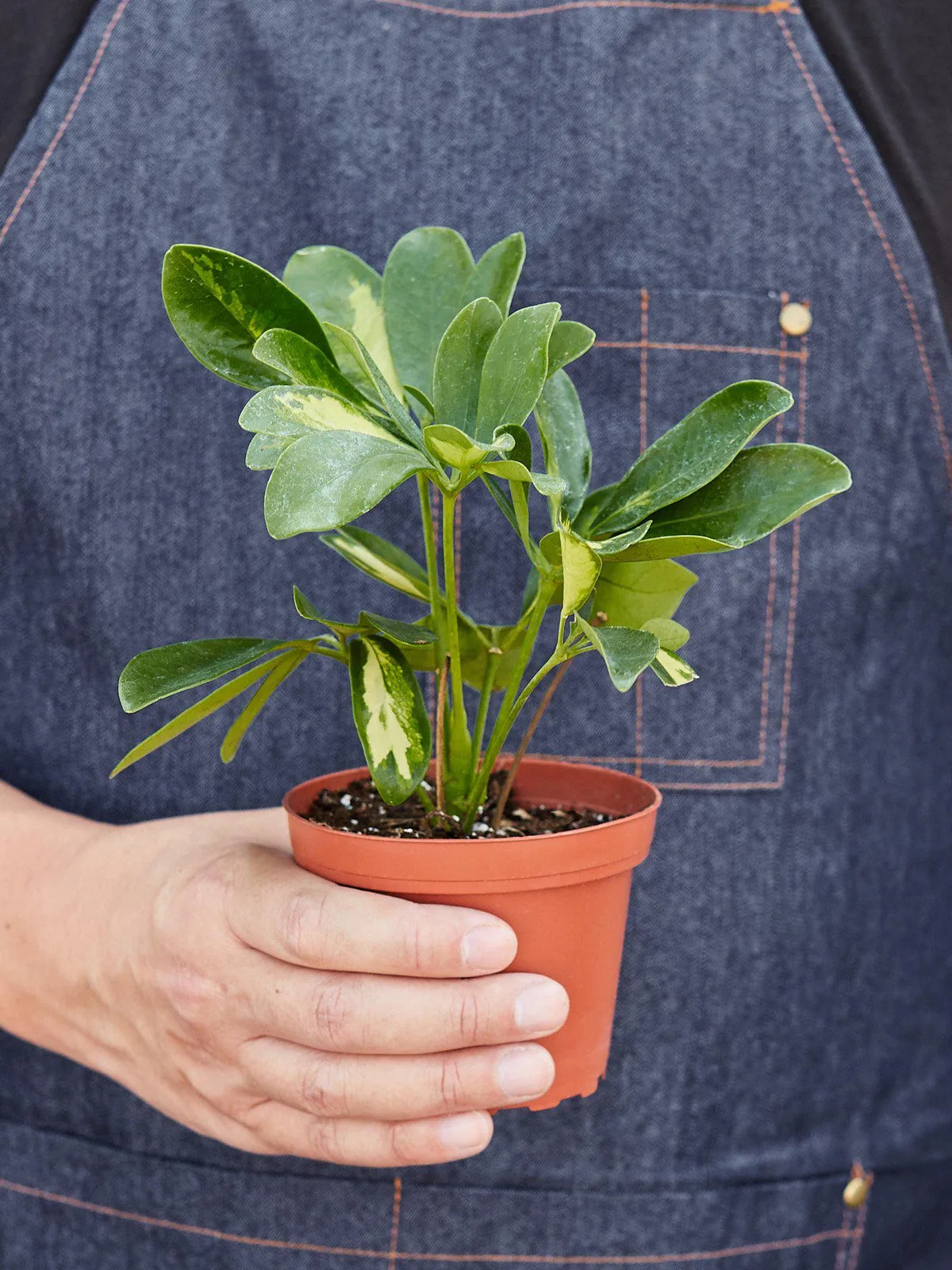 Schefflera 