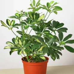 Schefflera 'Variegated' — additional view